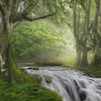 Forest Stream