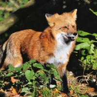 Fox