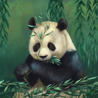 Panda bear