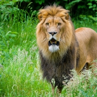 African Lion