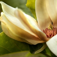 Magnolia