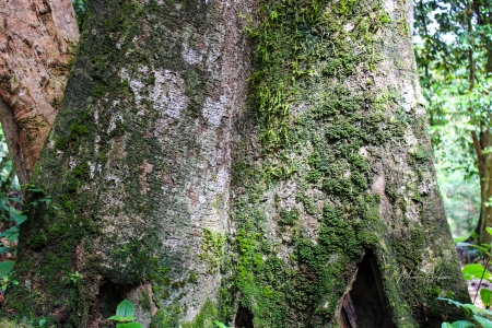 Big Mossy Tree