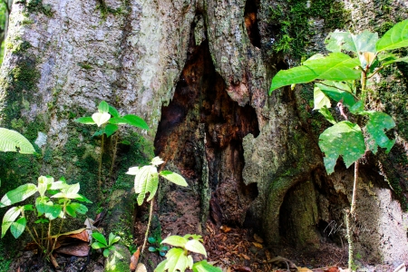 Hole in the Big Tree