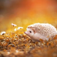 Albino hedgehog