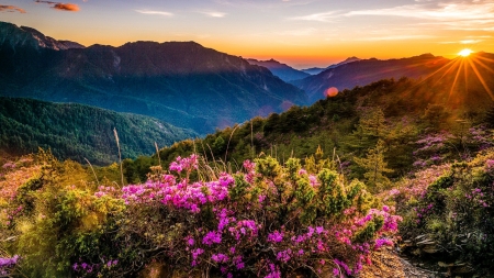 Beautiful mountain sunrise - view, flowers, sunset, sunrise, mountain, hills, beautiful, wildflowers, summer, valley, sky