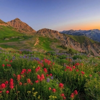 Wasatch Wildflowers in dawn light, Utah