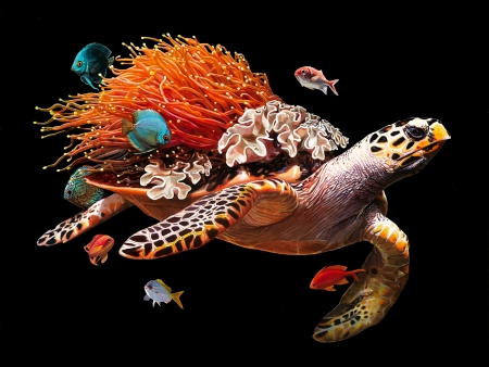 :) - turtle, coral, black, art, fantasy, red, fish, lisa ericson