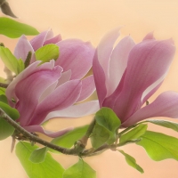 Magnolia