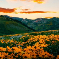 Wildflower sunset dream at Alta, Utah