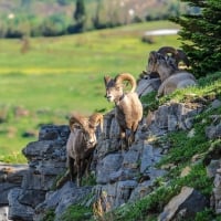 Big Horn Sheep in Glacier N.P., Montana