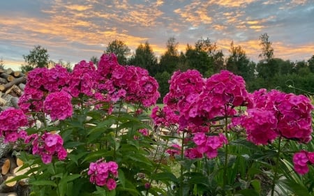Phlox at Sunrise - Latvia, garden, phlox, sunrise