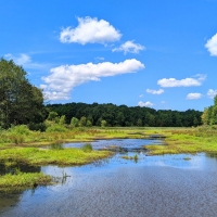 Montville Swamp, Geauga County, Ohio