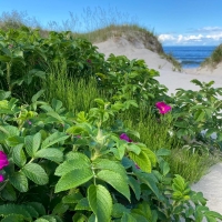 Wild Roses by Sea