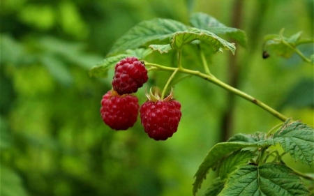 Raspberries