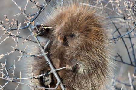 Porcupine - animal, porcupine, thorns, tree, nature