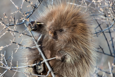 Porcupine - animal, nature, porcupine, tree, thorns