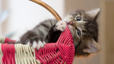 :P - basket, kitten, paw, cute, pisici, pink, sweet, cat