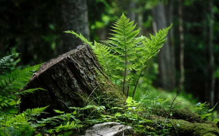 Fern - forest, plant, nature, fern