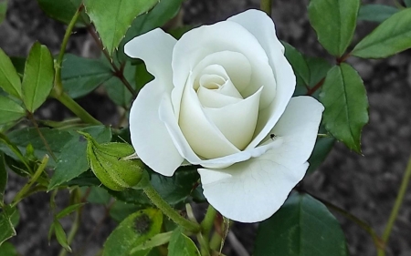White Rose - Latvia, rose, white, macro