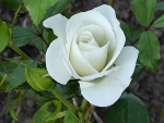 White Rose