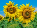 Sunflowers