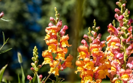 Common Snapdragons - macro, flowers, orange, snapdragons