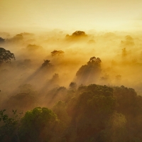 Yasun National Park Equador