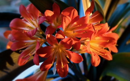 Lilies - flowers, plants, orange, lilies
