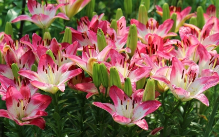 Lilies - flowers, lilies, pink, nature