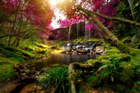 Waterfall in forest - beautiful, forest, plands, rocks, trees, waterfall