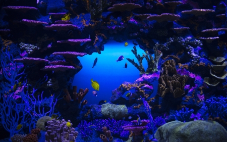 Fish - blue, animal, fish, water