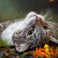 Autumn Kitty