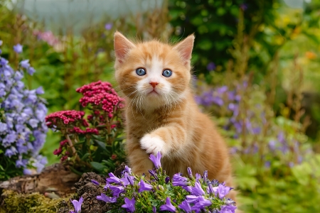 Kitty in garden - adorable, cat, cute, flowers, fluffy, garden, kitten, kitty, summer, sweet