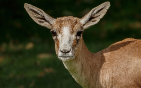 Gazelle - animla, nature, gazelle, photography