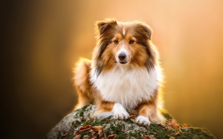 whos cute - puppies, dogs, collie, animals