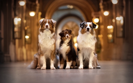 the trios - puppies, dogs, animals, shepherds