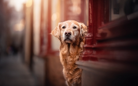 peek a boo - cute, dogs, golden retriever, animals