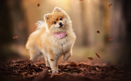 who wanna play - puppies, cute, dogs, animals