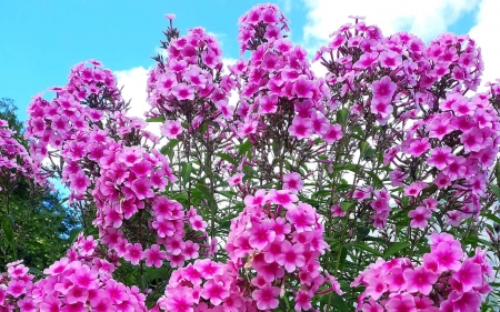 Phlox - flowers, Latvia, pink, phlox