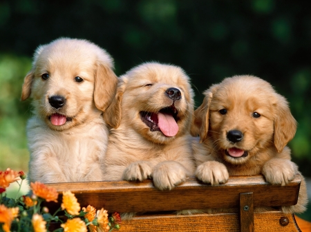 Friends - pets, friendly, puppies, sweet, smile, dogs, garden, cute, adorable