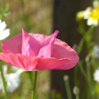 Pink Poppy