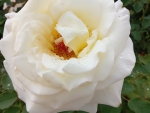 Pretty rose