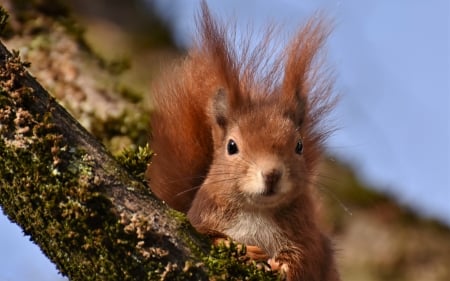 Squirrel - rodent, animal, nature, squirrel