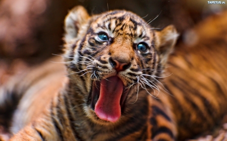 Tiger cub - animal, cub, cute, tigru, baby, tiger, sweet, tongue