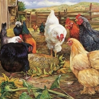 Chickens