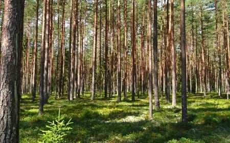 Pine Forest - Latvia, pines, forest, spruce