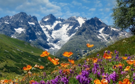 Mountain Meadow - landscape, meadow, mountains, wild flowers