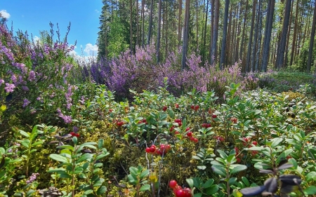 Red Bilberries and Heather - red bilberries, pines, forest, heather, Latvia