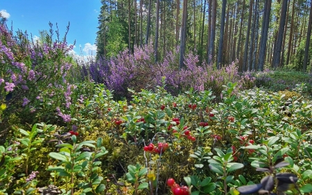 Red Bilberries and Heather