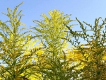 Canada Goldenrods 